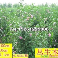 叢生木槿