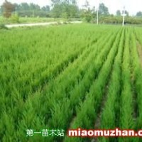 蜀檜