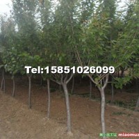 櫻花樹(shù)