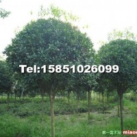 桂花樹(shù)