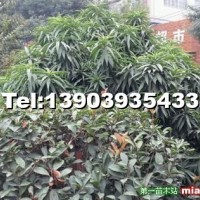 壽星桃樹