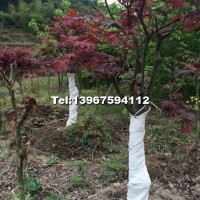 高桿嫁接紅楓