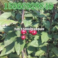 紅豆海棠