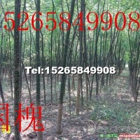 國(guó)槐