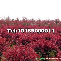 紅葉石楠
