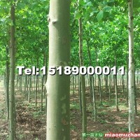速生法桐
