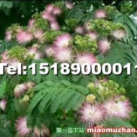合歡樹