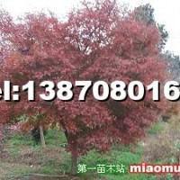 雞爪槭