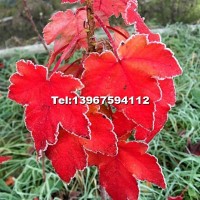 日本紅楓