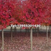 美國紅楓