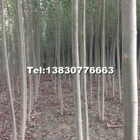 新疆楊