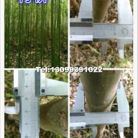 竹柳