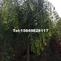 金葉垂榆