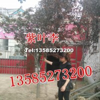 紫葉李