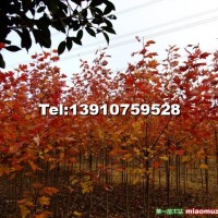美國紅楓