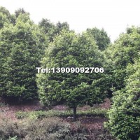 高桿茶花樹