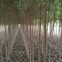 7公分大葉女貞