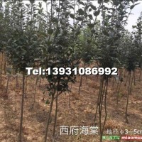 西府海棠