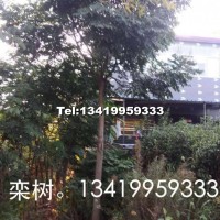 欒樹