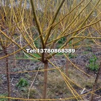 矮桿黃金槐