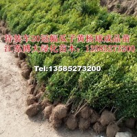 瓜子黃楊
