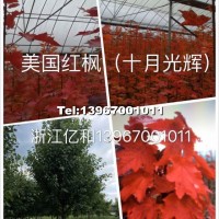 美國(guó)紅楓（十月光輝）