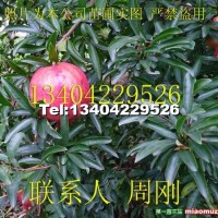 水晶石榴樹