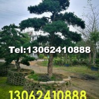 漳州造型羅漢松產(chǎn)地供應(yīng)苗木價(jià)格