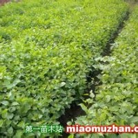 叢生紫丁香