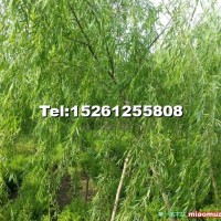 青皮垂柳