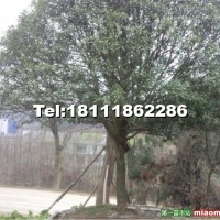 桂花