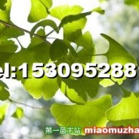 銀杏樹