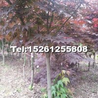 嫁接紅楓