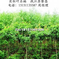 高桿紅葉石楠