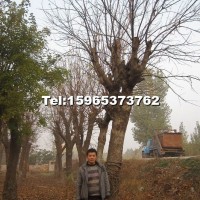 白蠟樹