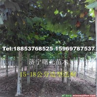 法桐