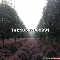 高桿桂花