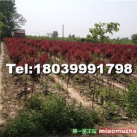 紫葉李