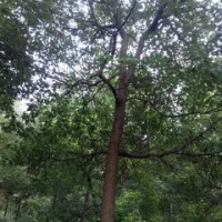 骨架香樟