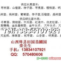連翹苗