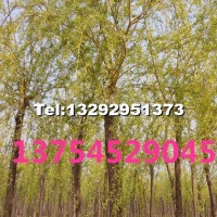 嫁接金絲垂柳