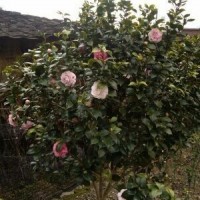 五彩茶花
