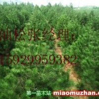 油松
