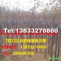 嫁接香花槐