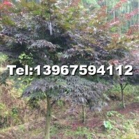 中國紅楓