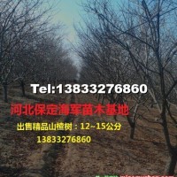 山楂樹