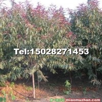 紫葉碧桃