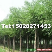 饅頭柳