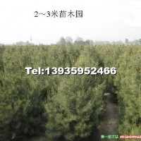 白皮松