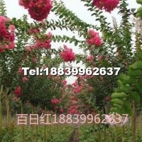 百日紅